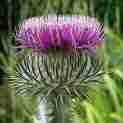 Onopordum Abriachan Scottish Thistle
